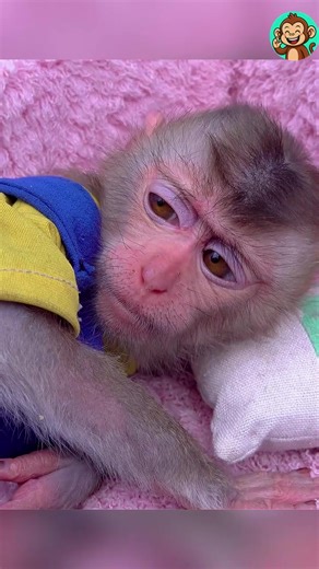 Monkey play game #monkey #funny #viral #monkeysoftiktok #animals