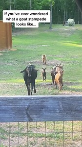 17K views · 1.1K reactions | Cutest stampede ever ❤️ #goats #stampede #cuteness #wholesome #goatlife #reels | Goat Daddy's Farm | Facebook