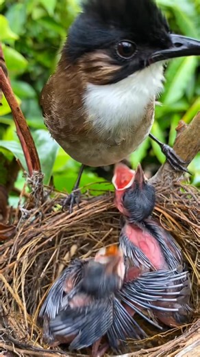 13K views · 321 reactions | Eating dragonflies #nets #forest #birdphotography #wildbirdphotography #birdlife #birds #birdbaby #wildlife | Nuts about birds | Facebook
