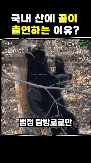 한국 산에 곰이 출몰하는 이유
