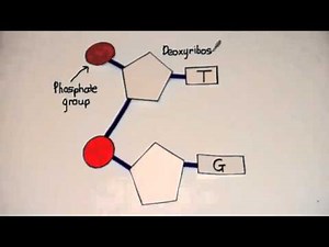 3.3.3 Outline how DNA Nucleotides are joined together to form a single strand