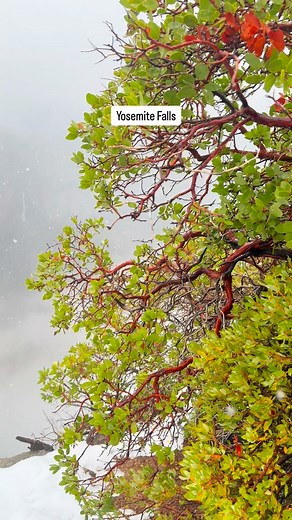 Clouds covered Upper Yosemite Fall completely, while Lower Yosemite Fall kept roaring through the cold air. The snowfall up on the higher elevations turned the whole scene into a quiet, dreamy moment. 😶‍🌫️🌨️❄️ Video taken: Nov 20, 2025 ✨Follow @adventurechasingduo for more Yosemite moments that feel straight out of a dream. 🙌 . . . . . #yosemite #yosemitenationalpark #yosemitevalley #yosemitefalls #yosemitepark #yosemitenp #yosemite_national_park | April and Vikas