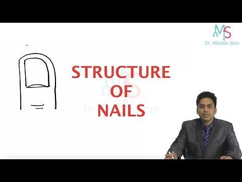 Structure of Nails | Anatomy of Nail | Appendages of Skin | Dermatology | Structure and Function