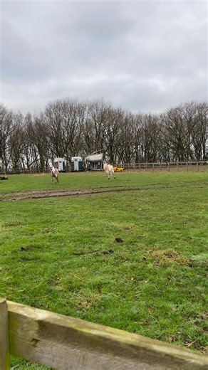 🦌Our reindeer enjoyed meeting you all and helping to raise money for the Forget me Not Children’s Hospice. 🎅🏻After a busy Christmas Eve pulling Santa’s sleigh😉they are now enjoying a well deserved rest!🤣 💰We will have exciting news soon on how much we raised for the hospice 😀 Watch this space! | Woolley Edge Christmas Tree Farm