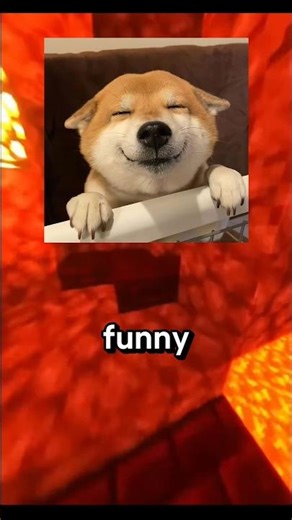 What Happened To The Doge Meme Dog? #shorts