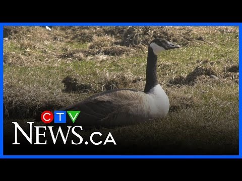 Geese are nesting and it's important to give them space