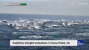 It's the video we can't stop watching. Dolphins put on a show for Captain Dave's Dolphin and Whale Safari | The Weather Channel