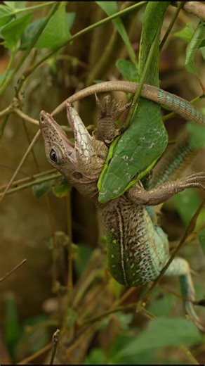 Luke Pembroke | Witnessing a snake predation event is always an amazing experience. A true marvel of nature. The unique adaptions of these predators are... | Instagram