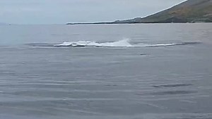 1.8K views · 133 reactions | Lahaina Divers Maui on Reels | Facebook