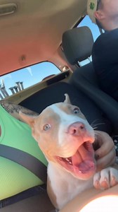 Zeke took a ride is the big nosey truck today he was amazing windows down the whole way! This litter has been show so much versatility already I am so impressed! #bigdogs #XLbully #zeke #viral #trending #truckride #dogsintrucks #btb #dogs #dogpeople #intraining #training | B-Town Bullies