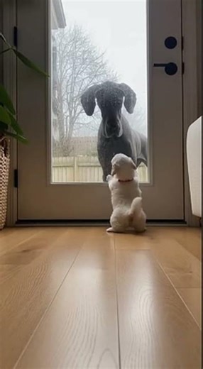 "All Bark No Bite! 😂 Puppy's Confidence DISAPPEARS When Door Opens #FunnyDogs"