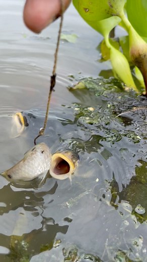 72K views · 87 reactions | Amazing fish hunting technique #bigfish #fishing | Rural Fishing BD | Facebook