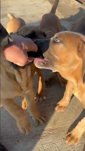 Cane Corso Puppies Growling #canecorso