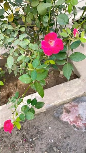 How cute rose🌹Flowers #viralvideo #flowers #houseplants