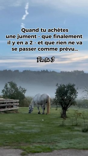 On acheté une jument 🐴 pour travailler dans les vignes mais rien ne s’est passé comme prévu 😔 PARTIE 3 #horse #horses #horseloversofinstagram #horselovers #cheval #chevaux #chevaldetrait #chevaldemavie #chevalblanc #percheron #drafthorse #percherons #percheronsofinstagram #elevage #éleveur #arnaque #mare #drafthorse #pferd #chevaldesvignes #horsestory #chevalpassion #horseoftheday | Cheval des Vignes
