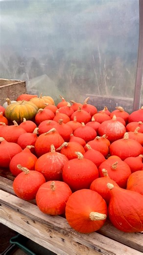 Autumn has arrived, and our polytunnels are bursting with vibrant orange squash. There is nothing better than seasonal produce straight from the farm. #RiverCottage | River Cottage
