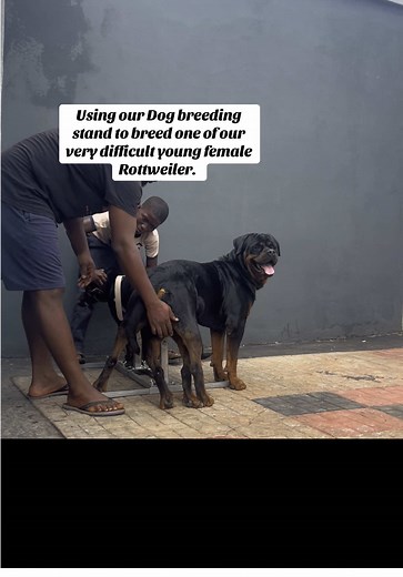 Dog Breeding Stand Setup for Rottweiler Breeding