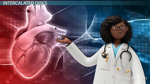 Intercalated Discs | Components, Function & Location