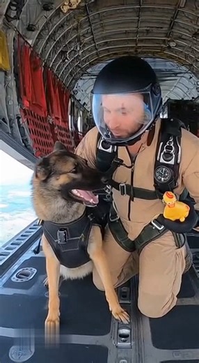 6.4K views · 93 reactions | When the sky becomes your playground and a rubber chicken turns into the Holy Grail!  Max the Daring never hesitates when adventure (and the call of the squeak-squeak) comes his way. #dog #pet #doglover #jermanshepardlove #baby #viralreelschallenge | Annabelle Ronnfeldt Fitness | Facebook