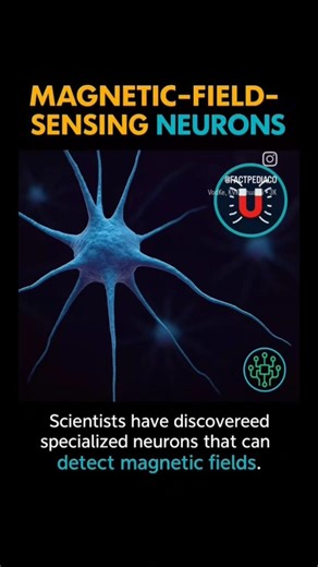 Magnetic field sensing neurons #futurescience #scienceexplained #shorts