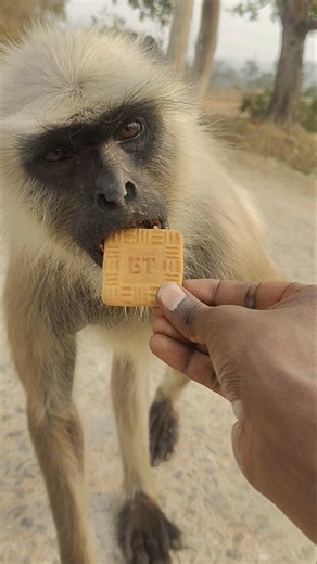 I Hold a Biscuit in My Hand and the Langur Comes Running to Take It 🍪🐒