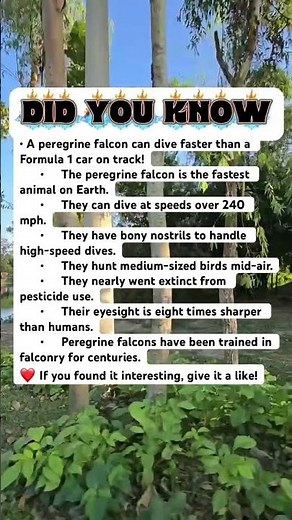 This Bird Outruns a Formula 1 Car! 🦅💨