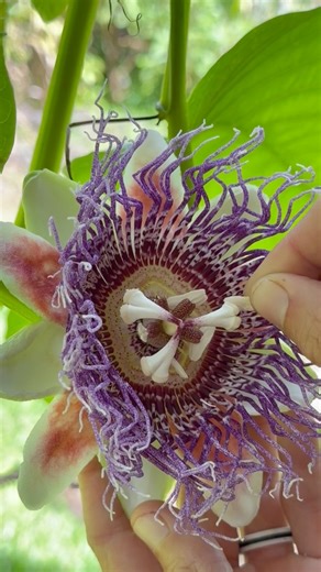 showing my friends how i hand pollinate all my giant passionfruit flowers! fun fact: this variety of passiflora STAYS ON THE VINE when its ripe. it will just sit there and ROT if you dont pick it so my suggestion to you if youre planting this vine is to make sure the vine is sitting low enough for you to be able to harvest the fruit/flowers ❤️🫶🏼😍 fruits coming soon!! #treehousechicks #giantpassionfruit #asmr #passiflora #hawaii #nature #foryou #growyourown #gotseeds | Kelli Veras