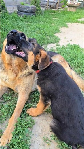 😘A cute mother-daughter game. A German Shepherd mother plays with her puppy daughter.