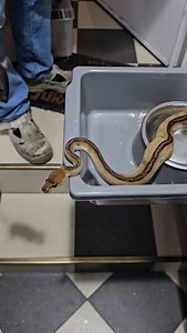 5.3K views · 35 reactions | Bongo stranger clown female feeding  #snakelover #ballpythonlove #snek #royalpythons #morph #morphs #livingart #beardeddragon #herpetology #lizard #boa #animal #reptilelove #leopardgecko #snakelife #petsnake #gecko #clownballpython #ballpythoncollection #ballpythonmorphsofinstagram #exotic #nature #reticulatedpython #cornsnake #snakelove #snakekeeper #bananaballpython #boaconstrictor #lizards #piedballpython | Xclusive ball pythons | Facebook