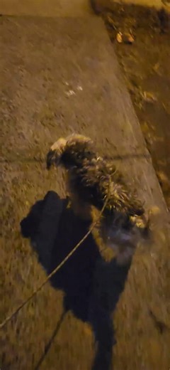 Dexter ,puddle and Yorkie mix