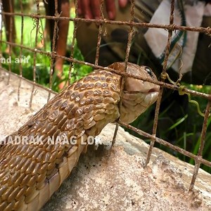Save the cobra caught in a net. | Just for fun