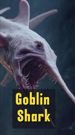 Goblin Shark - The Alien Shark That Ejects Its Jaw