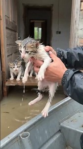 They Risked Everything to Save These Tiny Kittens 🥺❤️