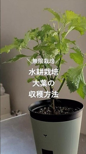 大葉の無限栽培｜再び収穫できる剪定方法｜収穫方法｜#家庭菜園 #ガーデニング #庭づくり #大葉 #水耕栽培