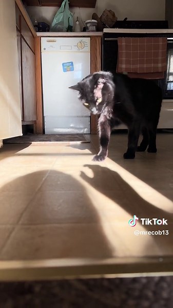 a silly and happy squid compilation for all to enjoy #squid #fyp #cat #catsoftiktok