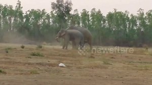 Aggressive male elephant defeated by younger upstart who wins mating rights to herd’s female