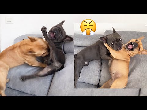 Frenchies Playing / Every Morning the same
