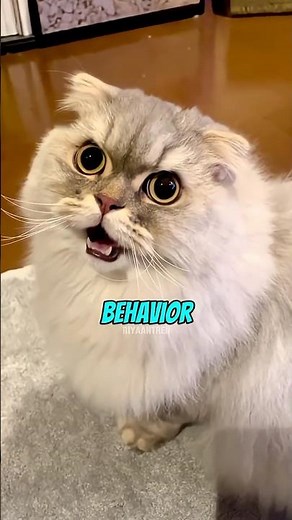 Unusual Cat Behavior Explained🐈