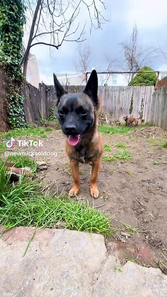 Discover the Unique Belgian-Corgi Mix: Koda & Marina