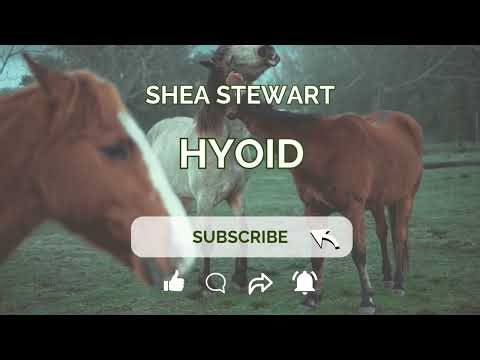 The Hyoid Apparatus in Horses