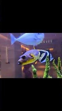 Yellow Puffer Fish