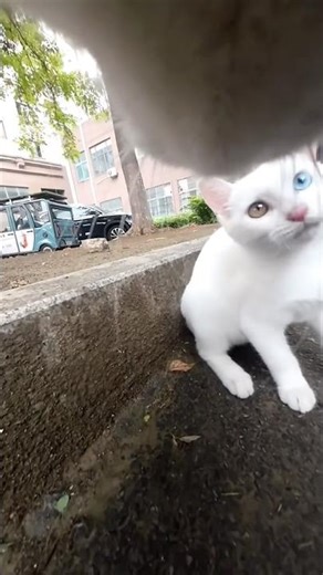 How GoPro On street cat looks like 😂 #love #trending #youtubeshorts #contentcreator #trending #fyp