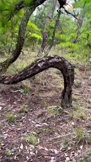 Looking for bonsai material in the wide Japanese black pine forest #bonsai #bonsaitree #yamadori