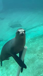 8.2K views · 191 reactions | Dive into the playful world of sea lions for World Sea Lion Day! 玲 Check out their amazing underwater antics, flips, spins, and graceful maneuvers! 冀 Rescued sea lions Boomer and Eloise enjoy interacting with guests at underwater viewing, and love playing with fun enrichment items!  | Point Defiance Zoo & Aquarium | Facebook