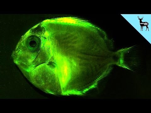 Glowing Fish -The First Big Discovery Of 2014
