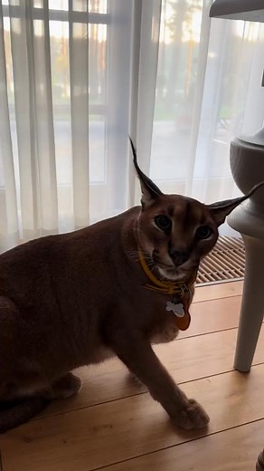 45K views · 1.8K reactions | Pumba wishes you a Happy Floppa Friday | Pumba Caracal | Facebook