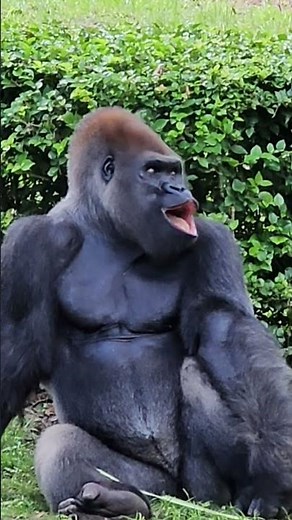 Silverback Gorilla Disney's Animal Kingdom