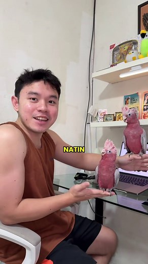 Understanding the Molting Stage of Greenwing Macaws