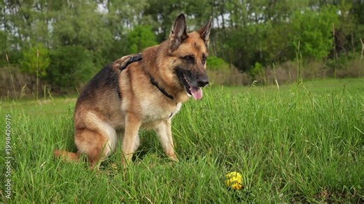 German Shepherd lies in green grass with a yellow ball, then sits up, takes it and walks away. Playful outdoor activity shows loyalty, training and active pet lifestyle