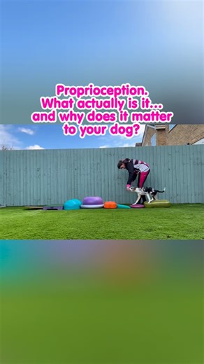 Canine Physio and Fitness on Instagram: "🧠 Proprioception – what is it and why does it matter to your dog? 🐾 Proprioception is often mentioned in canine fitness, but it’s rarely explained properly. 🐕 In simple terms, proprioception is your dog’s body awareness. It’s how they know where their paws and limbs are in space, how much weight they’re putting through them, and how their body is moving – without needing to look. 🔬 Where does proprioception come from? Your dog’s body is full of sensor